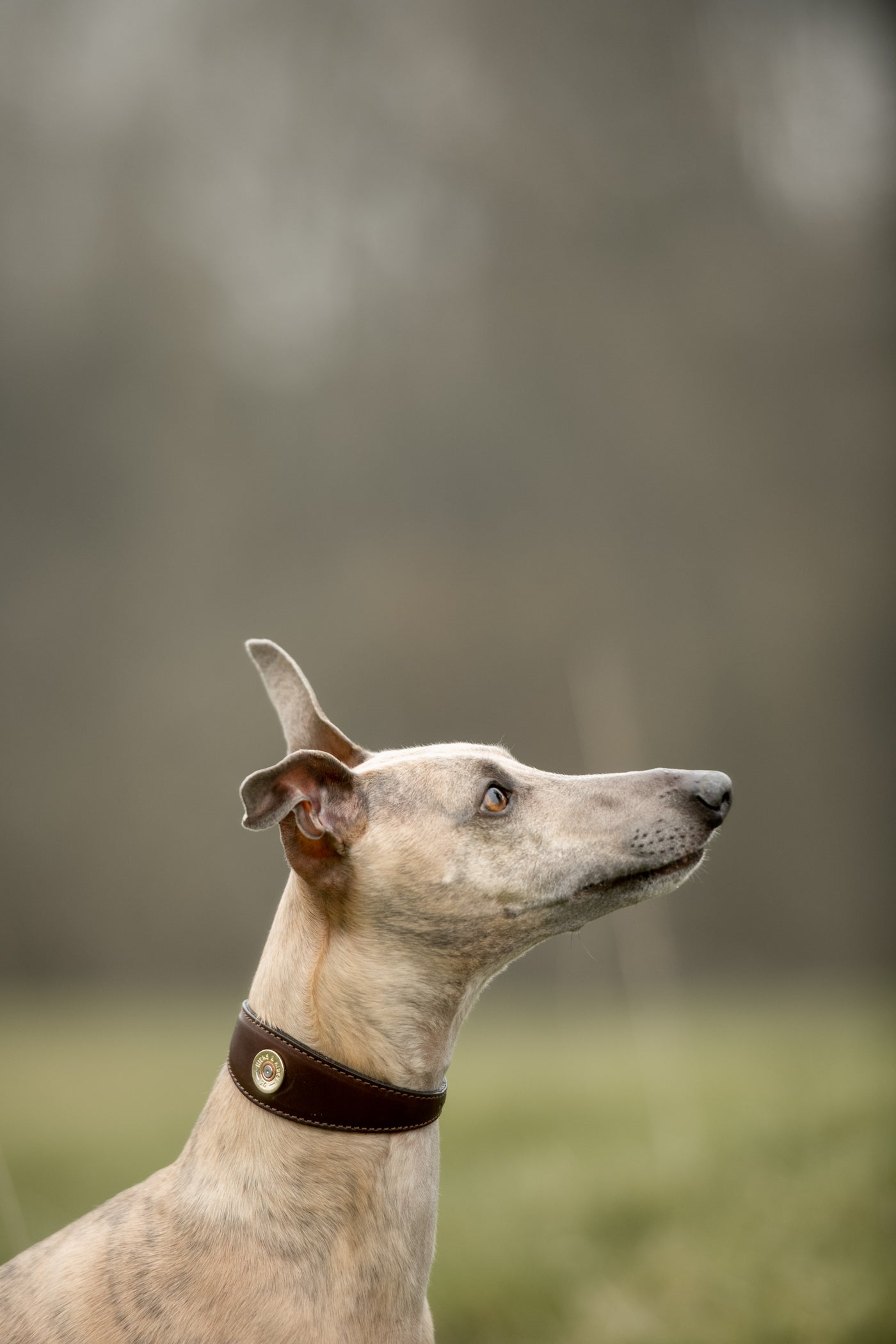 Hicks & Hides Whippet Collar-Pet Collars & Harnesses-Hicks and Hides-Brown-Small-Hicks and Hides- country shooting fashion leather goods