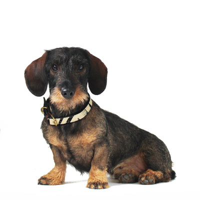 Stanton Multi Farmer Dog Collar